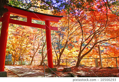 Autumn leaves of Horaiji, Shinshiro City, Aichi Prefecture Autumn leaves and red torii gate in full bloom Autumn leaves of Horaiji, Shinshiro City, Aichi Prefecture Autumn leaves and red torii gate in full bloom 10500293