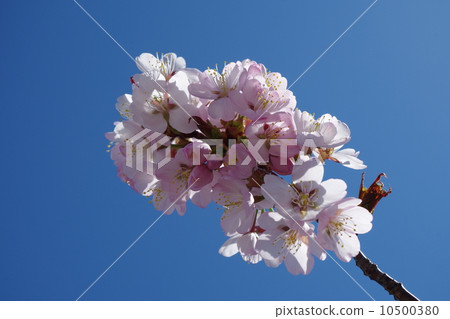 Cryosphere Civil Engineering Research Center Kuril Cherry Blossoms 10500380