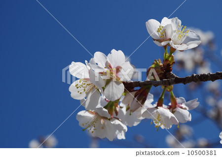 Cryosphere Civil Engineering Research Center Kuril Cherry Blossoms 10500381