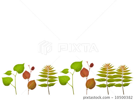  植物框架 10500382