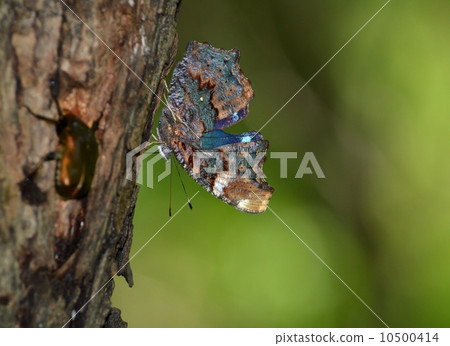 Ruritateja sucking sap 10500414