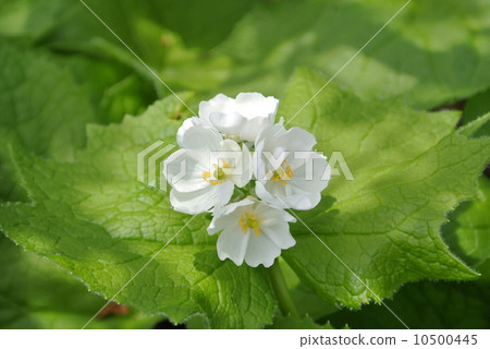 Sankayou blooming in the shade Sankayou blooming in the shade 10500445