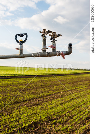 irrigation on lettuce fields 10500566