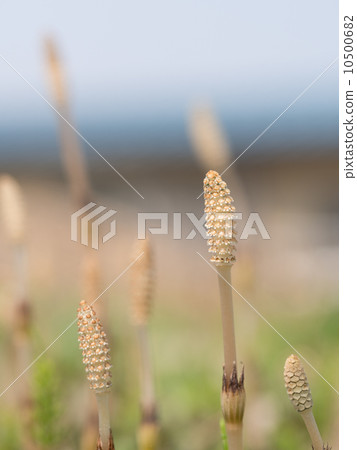 Tsukushinbo in spring field 10500682