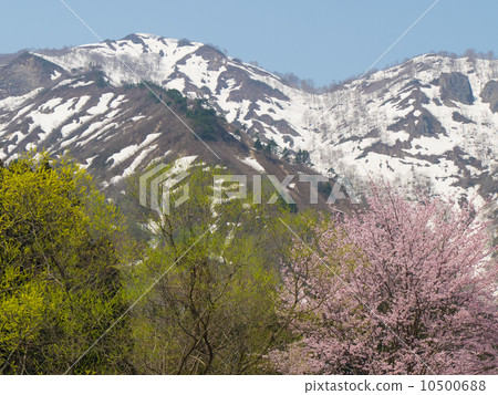 降雪和櫻花和新鮮的綠色 降雪和櫻花和新鮮的綠色 10500688