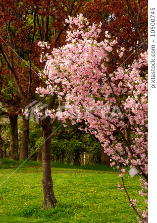 梅花 梅花 10500745