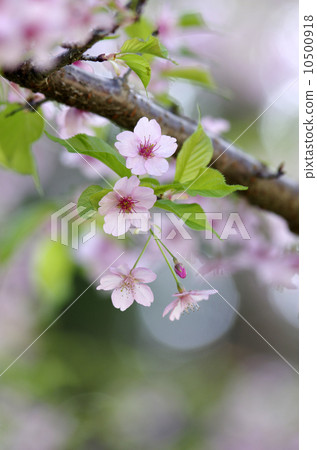 Oyo Yamazakura 10500918