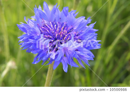 藍醒了! Yagurumagiku(Yagurugiku) 藍醒了! Yagurumagiku(Yagurugiku) 10500986