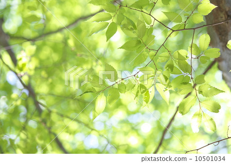Fresh green Fresh green 10501034