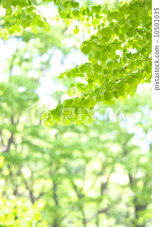 Fresh green Fresh green 10501035