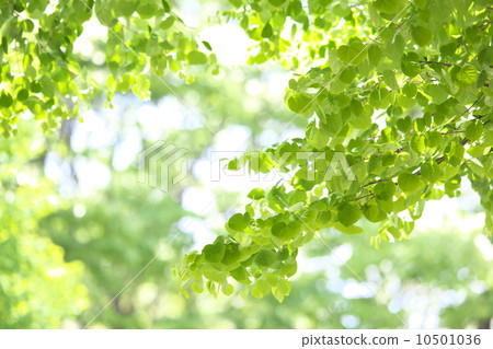 Fresh green 10501036
