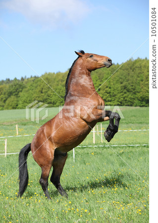 Gorgeous big brown horse prancing 10501084