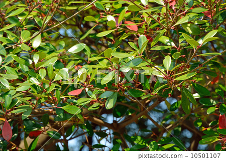 Tree · Mokkoku Tsubaki family 10501107