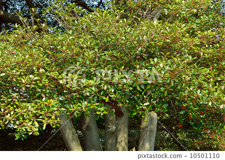 Tree · Mokkoku Tsubaki family 10501110