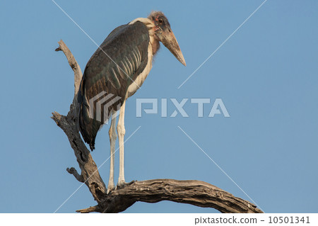 Marabou over dead branch Marabou over dead branch 10501341