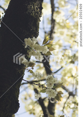 Turmeric cherry 10501409