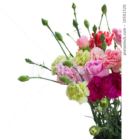 carnation flowers close up carnation flowers close up 10501520