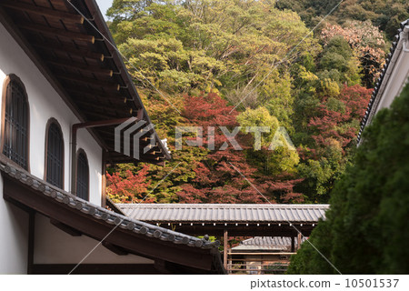 南禪寺 南禪寺 10501537