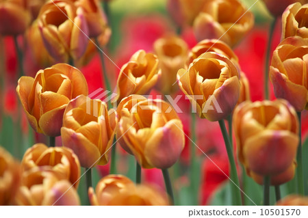 Tulip 10501570