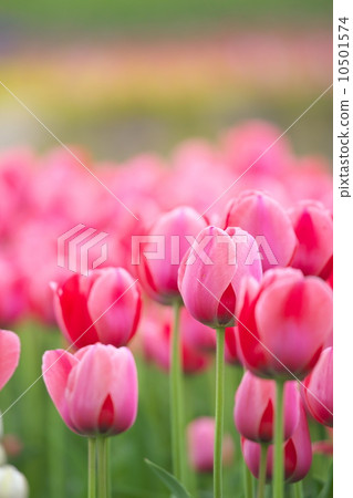 Tulip 10501574