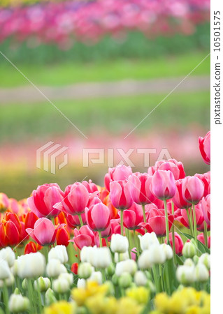 Tulip 10501575
