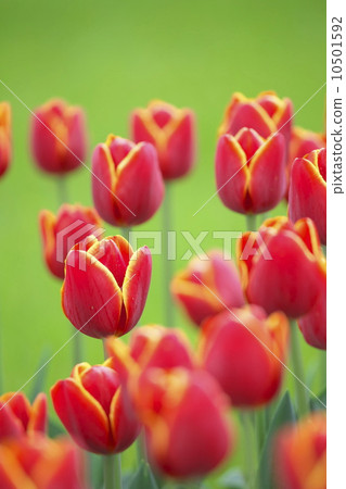 Tulip 10501592