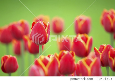 Tulip 10501593
