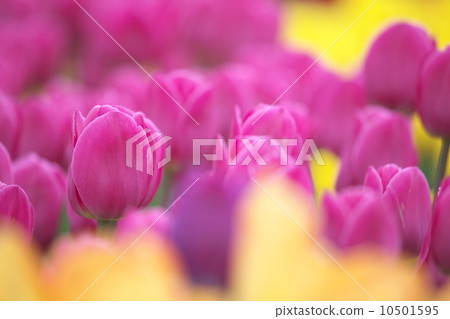 Tulip 10501595