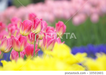 Tulip 10501601