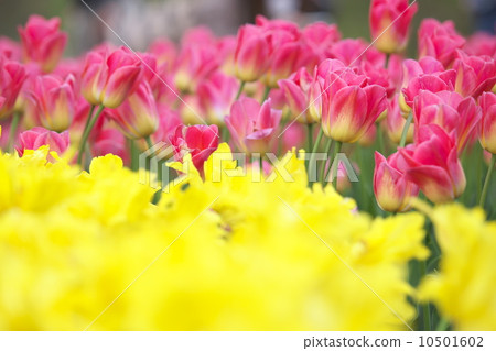 Tulip 10501602