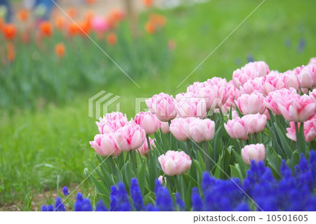 Tulip 10501605