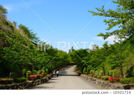 新鮮的綠色西瓜公園2014年 10501719