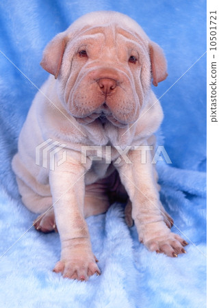 可愛的小狗 10501721