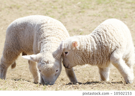 A sheep A sheep 10502153