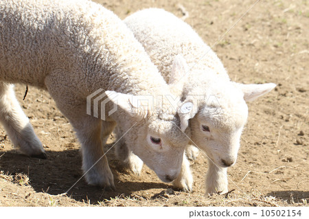 A sheep A sheep 10502154