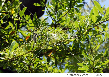 Piracansa's bud 10502265