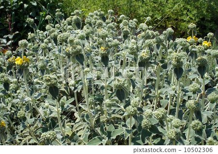 "Jerusalem sage" began to bloom "Jerusalem sage" began to bloom 10502306
