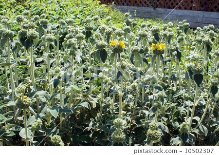 "Jerusalem sage" began to bloom 10502307