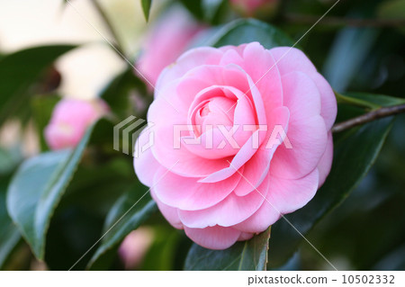 Camellia 10502332