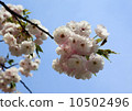 雙櫻花 10502496