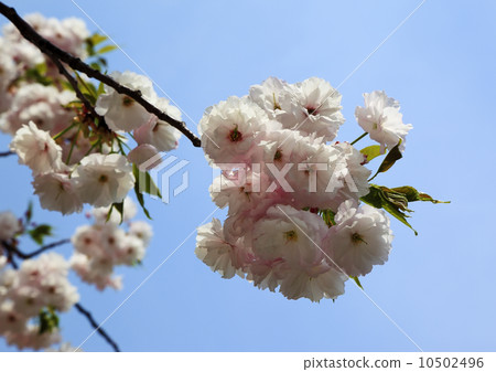 Double cherry blossoms 10502496