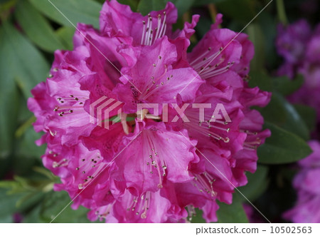 Shyaku-nage peach color flower 02 10502563