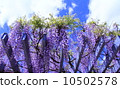 Wisteria 10502578