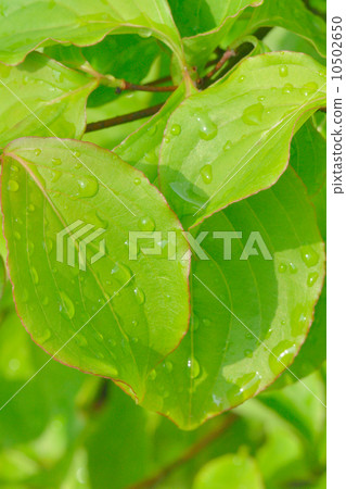 Summer Camellia 10502650