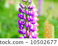 Lupine 10502677