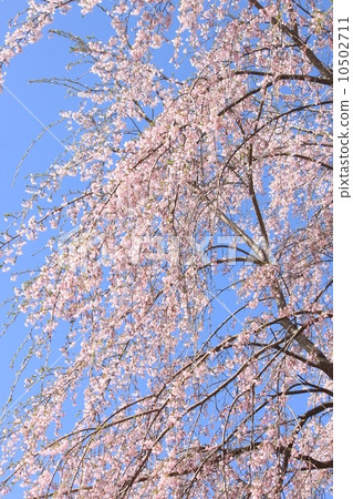櫻花 櫻花 10502711
