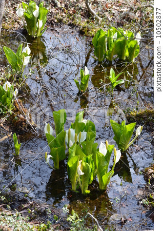 Water Basho Water Basho 10502877