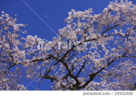 The first crescent moon Aoyagi no yuzakura: Zeami's Zeami's album "Sakuragawa" in the Muromachi period. Sakura blooming in the "Sakuragawa Isobe Inamura Shrine" that was the stage. 10502888