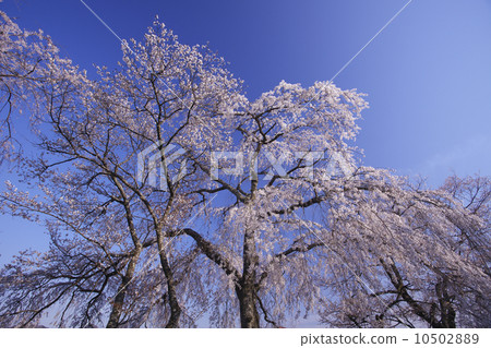 Aoyagi no yuzakura: The album "Zakuragawa" by Zeami in the Muromachi Period. Sakura blooming in the "Sakuragawa Isobe Inamura Shrine" that was the stage. Aoyagi no yuzakura: The album "Zakuragawa" by Zeami in the Muromachi Period. Sakura blooming in the "Sakuragawa Isobe Inamura Shrine" that was the stage. 10502889