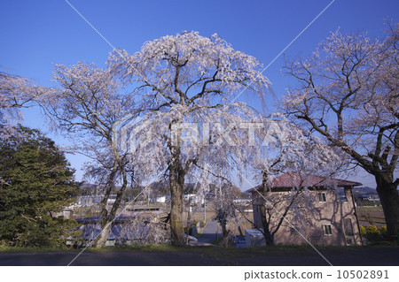 Aoyagi no yuzakura: The album "Zakuragawa" by Zeami in the Muromachi Period. Sakura blooming in the "Sakuragawa Isobe Inamura Shrine" that was the stage. (Center of screen) Aoyagi no yuzakura: The album "Zakuragawa" by Zeami in the Muromachi Period. Sakura blooming in the "Sakuragawa Isobe Inamura Shrine" that was the stage. (Center of screen) 10502891